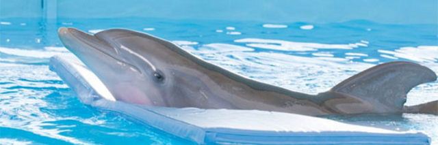 Box Office USA: un delfino blu batte Il Re Leone