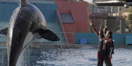 Un sapore di ruggine e ossa: primo trailer e immagini dal film Un sapore di ruggine e ossa: primo trailer e immagini dal film