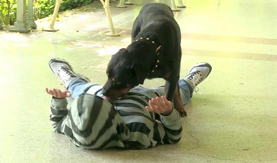 Clip Il Rottweiler - Il principe abusivo