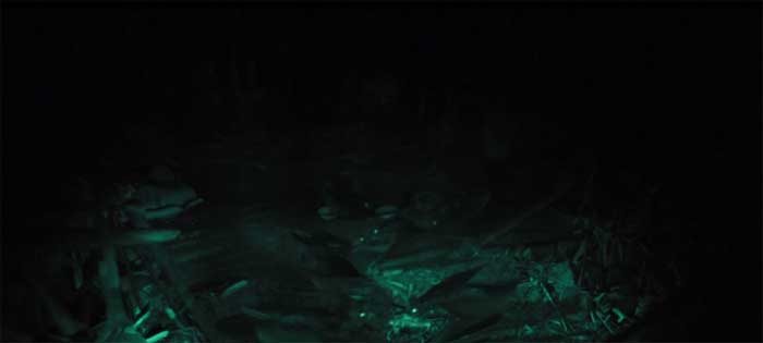Clip 1 - The Lost Dinosaurs
