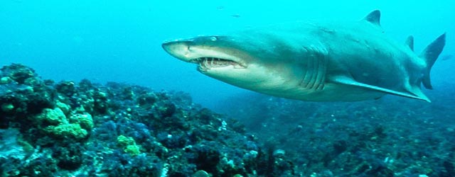Gli squali più pericolosi
