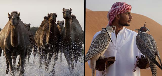 Il Cuore Selvaggio dell'Arabia