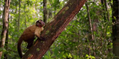 Trailer - Amazonia