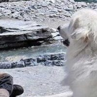 Belle e Sebastien, la recensione Belle e Sebastien, la recensione