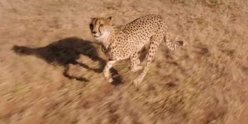 Clip La corsa dei ghepardi – African Safari 3D