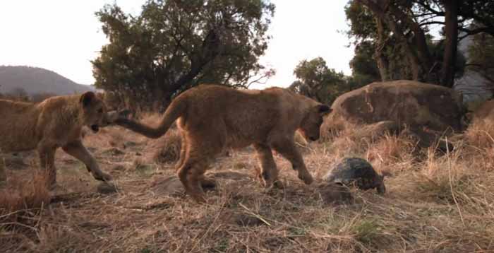 Clip I leoni e la tartaruga - African Safari 3D