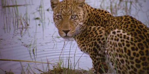 Clip I leopardi – African Safari 3D