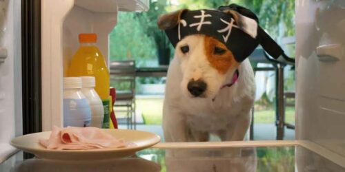 Clip Pongo in cucina – Pongo il cane milionario
