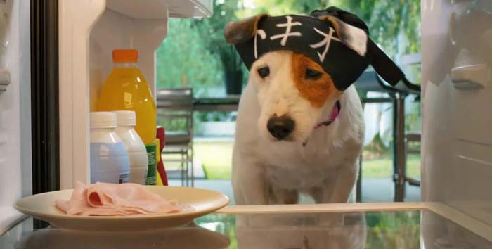 Clip Pongo in cucina - Pongo il cane milionario