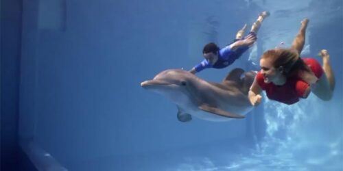 Clip Bet e Saw – L’incredibile storia di Winter il delfino 2