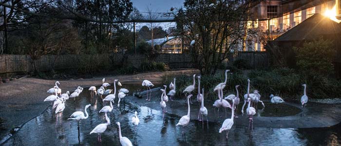 Una notte allo zoo