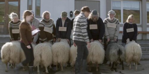 Trailer – Rams, Storia di due fratelli e otto pecore