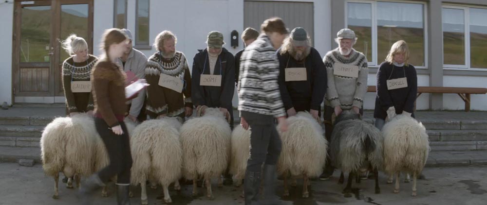 Trailer - Rams, Storia di due fratelli e otto pecore