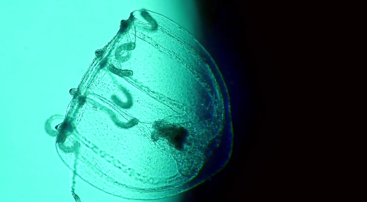 Clip 2 - Spira Mirabilis