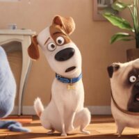 Pets - Vita da animali, la recensione