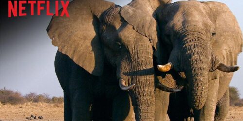 Caccia all’avorio – Trailer film documentario Netflix
