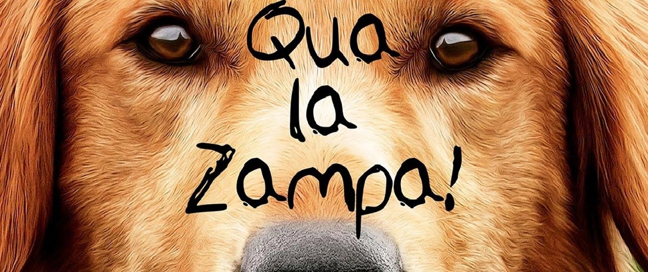 Qua la zampa