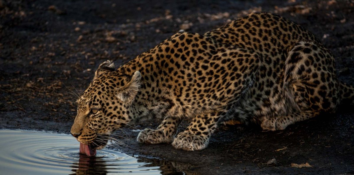 Il Mondo Segreto Dei Felini su Nat Geo Wild