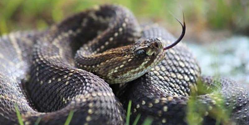 I Serpenti Piu' Pericolosi con Nigel Marven