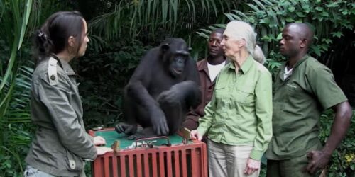 20th Century Fox sostiene la riabilitazione degli scimpanzé