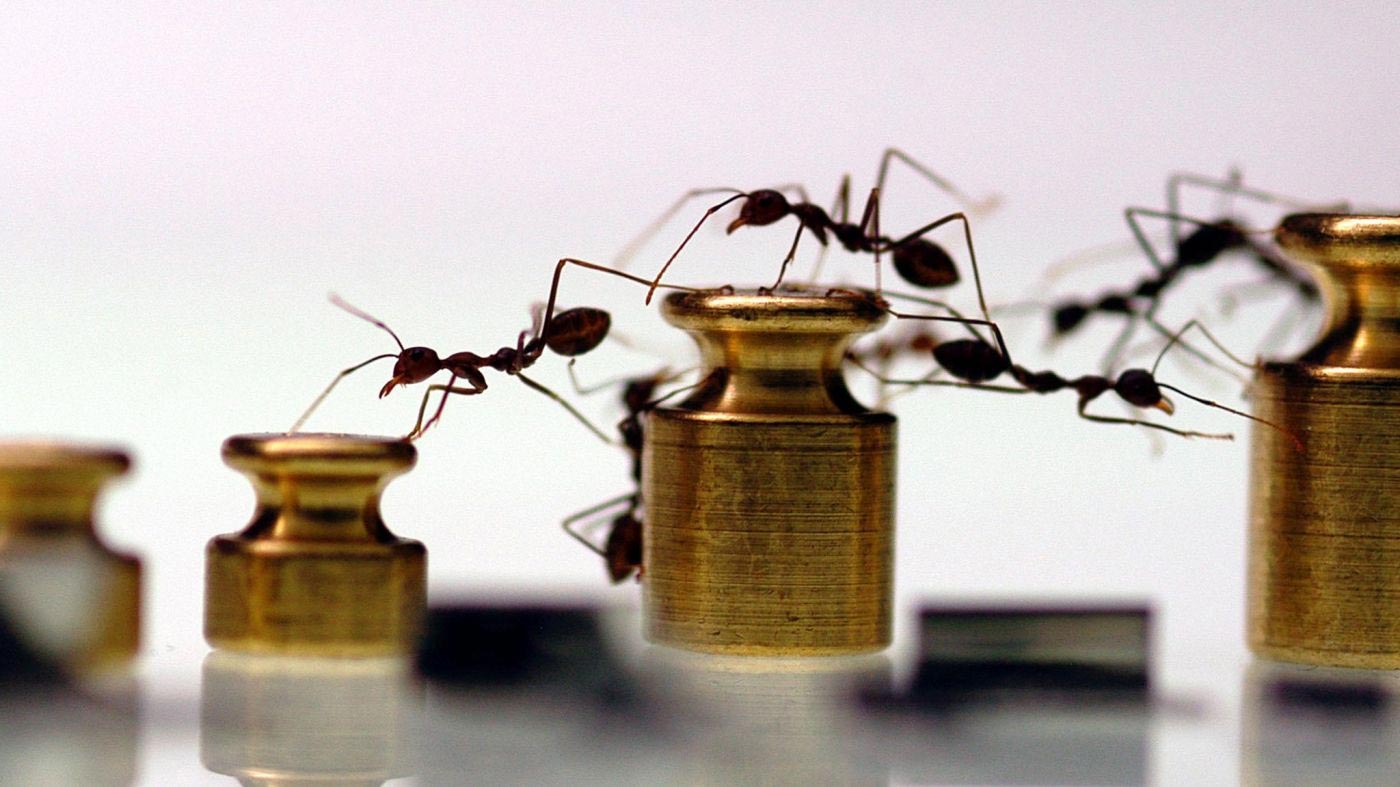 Ants, Vita segreta delle formiche