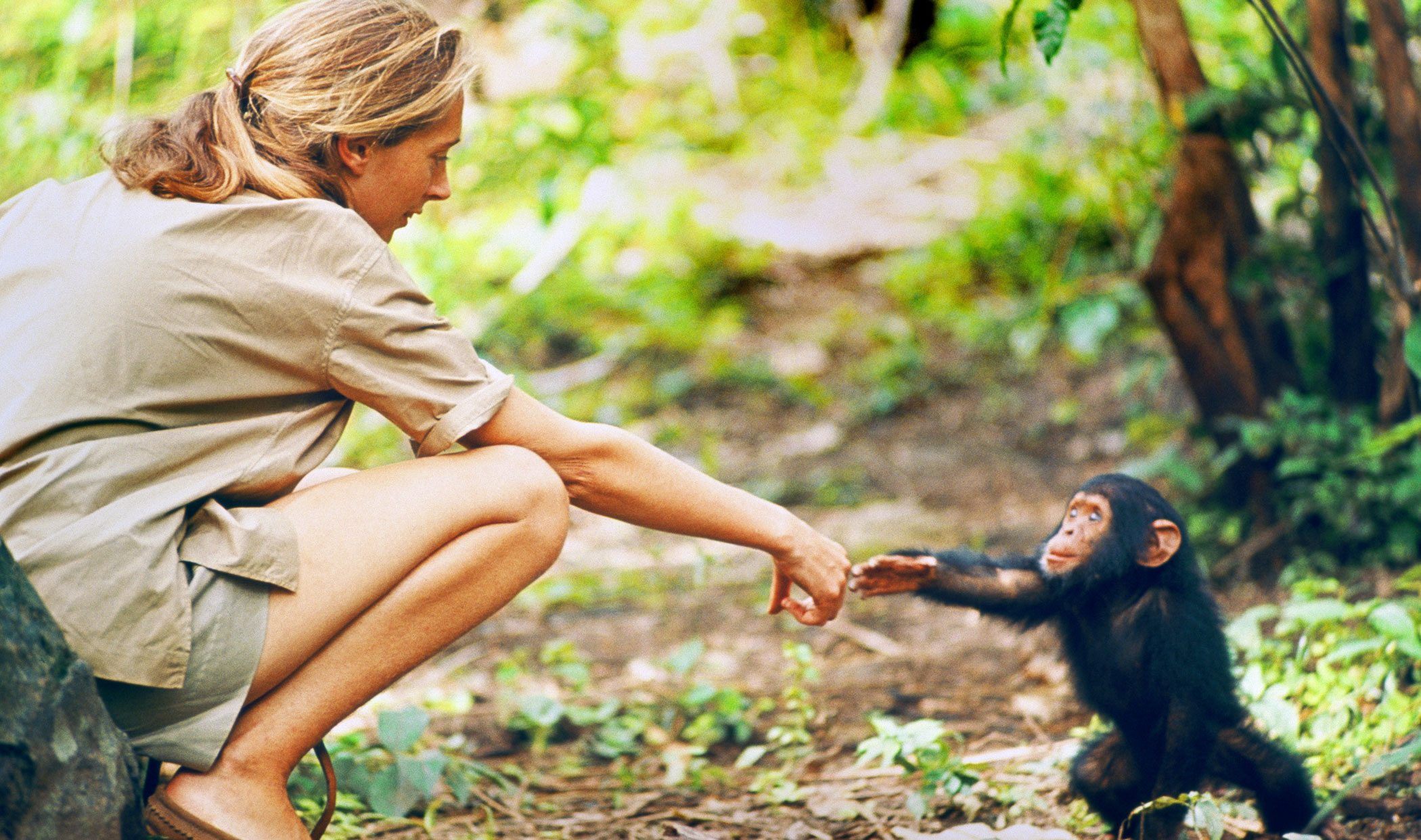 Jane, la storia della primatologa Jane Goodall su National Geographic