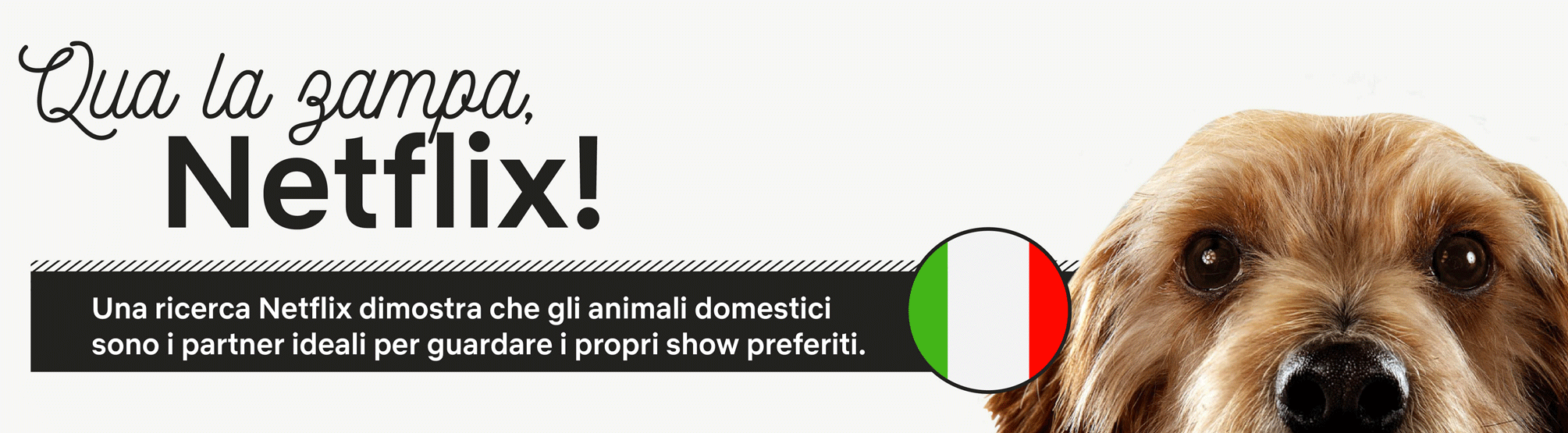 Il proprio animale domestico un perfetto compagno di binge watching