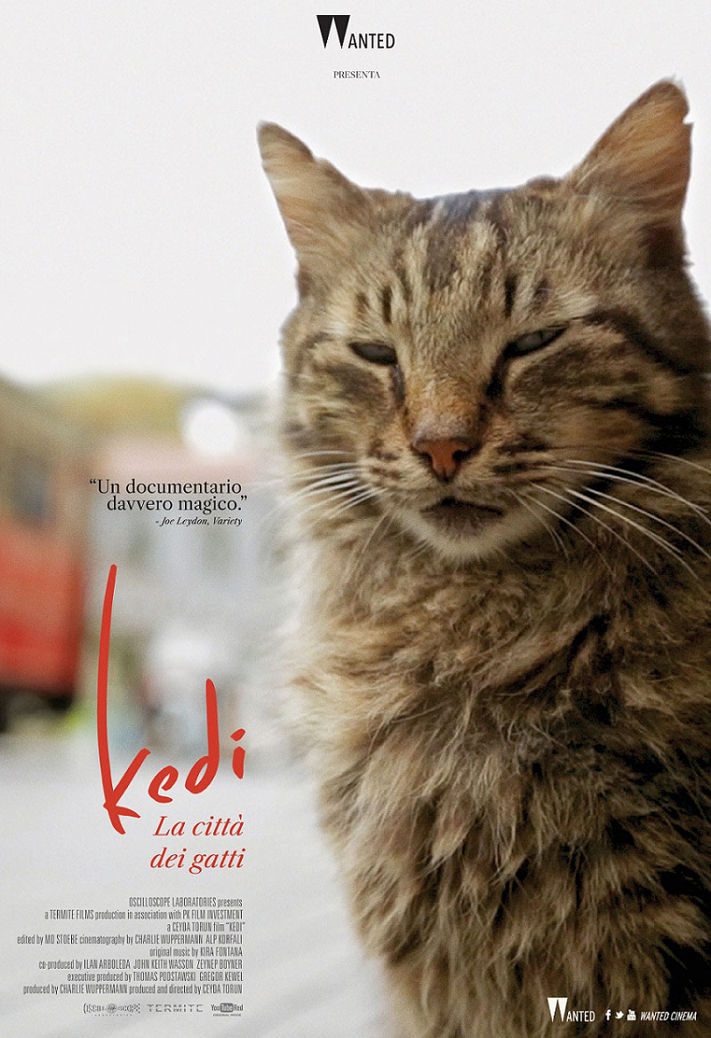 Foto, immagini, locandine Kedi. La città dei gatti