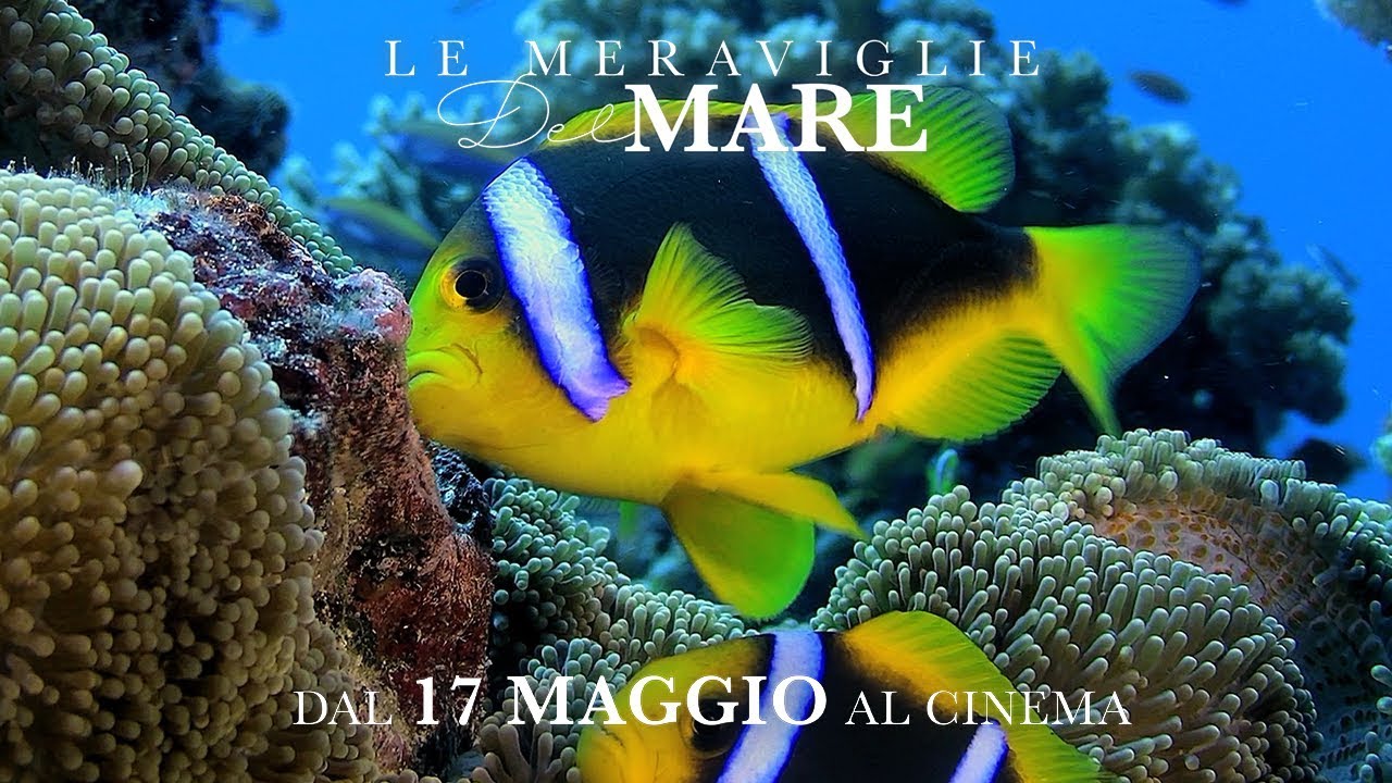 Trailer Le Meraviglie Del Mare