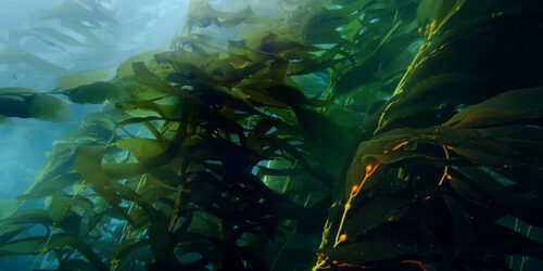 Clip La foresta subacquea dal film Le Meraviglie Del Mare