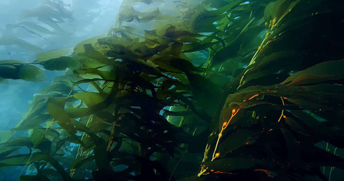 Clip La foresta subacquea dal film Le Meraviglie Del Mare