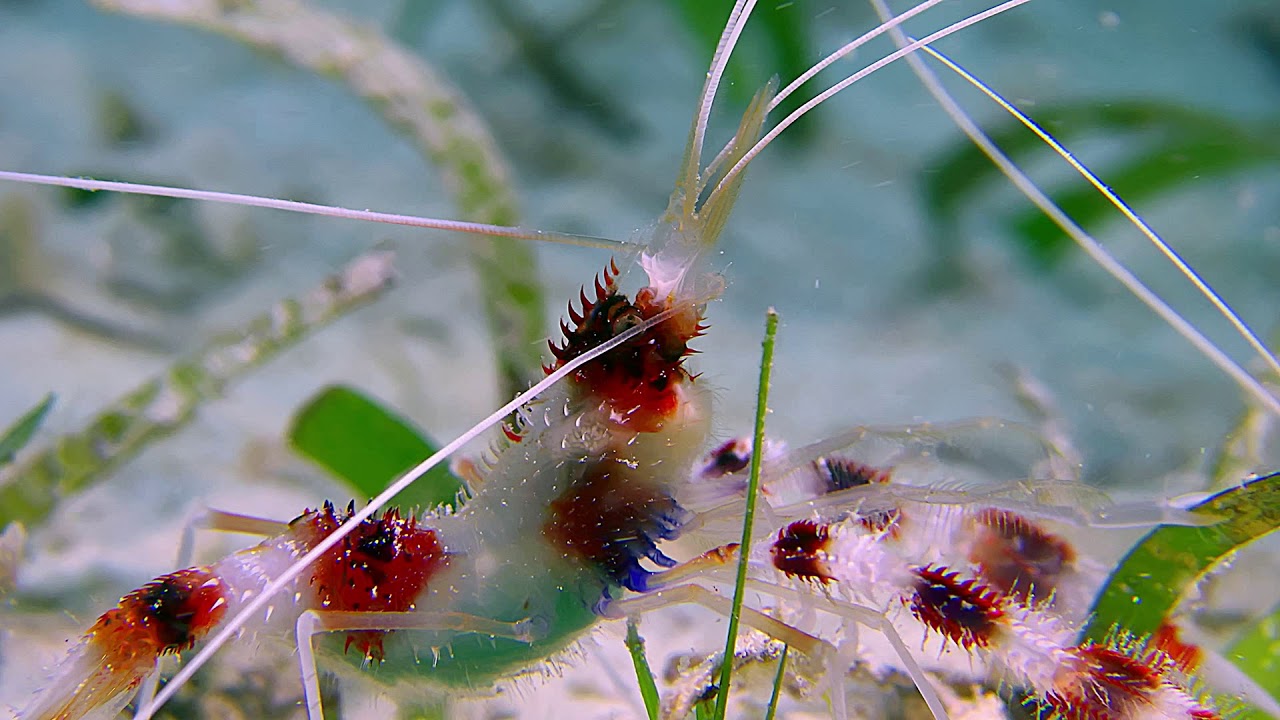 Clip Il corallo e il gamberetto dal film Le Meraviglie Del Mare