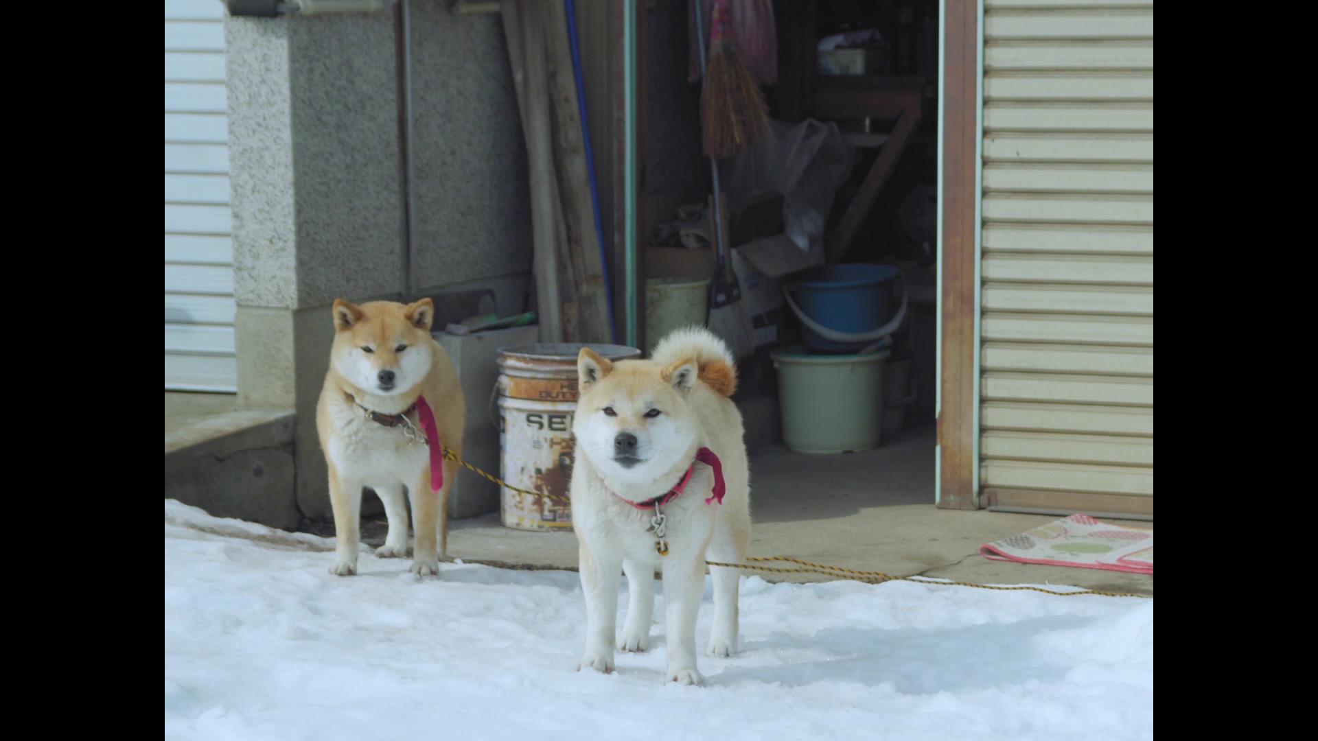 Clip dal film Takara - La notte che ho nuotato di Damien Manivel e Kohei Igarashi