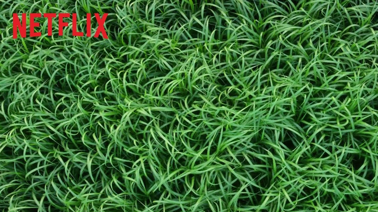 Nell'erba alta, Trailer del film Netflix