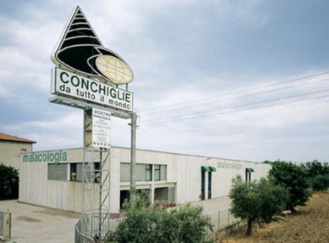 Il museo delle conchiglie