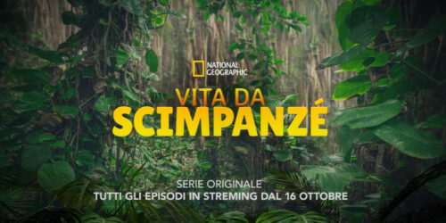 Vita da scimpanzé, Trailer serie National Geographic su Disney+ dal 16 ottobre