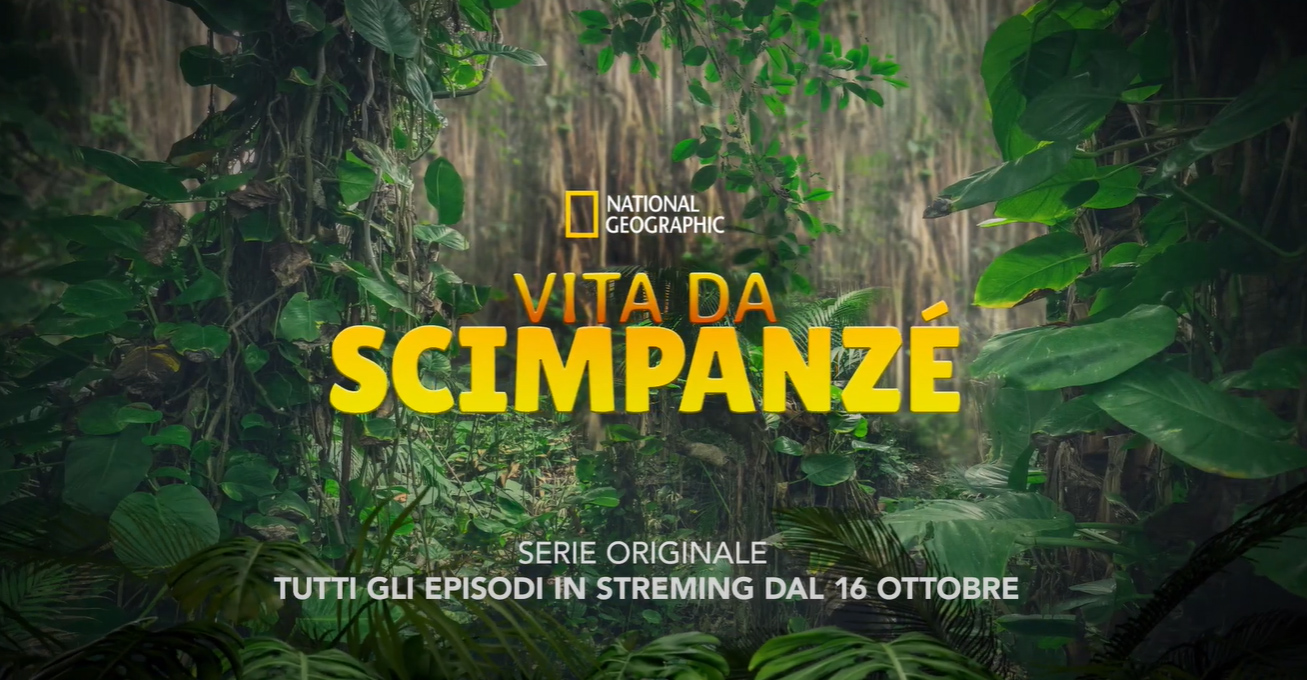 Vita da scimpanzé, Trailer serie National Geographic su Disney Plus dal 16 ottobre