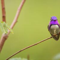 David Attenborough: la vita a colori – Foto dal set
