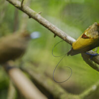 David Attenborough: la vita a colori – Foto dal set