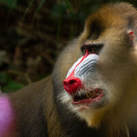 David Attenborough: la vita a colori – Foto dal set