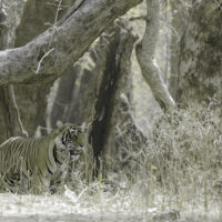 David Attenborough: la vita a colori – Foto dal set