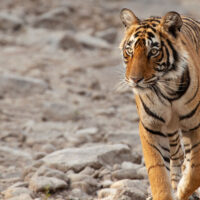 David Attenborough: la vita a colori – Foto dal set