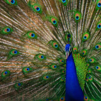 David Attenborough: la vita a colori – Foto dal set