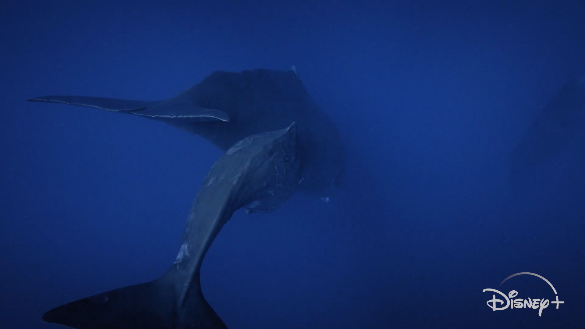 I segreti delle balene, Clip da 'I giganti dell'oceano'