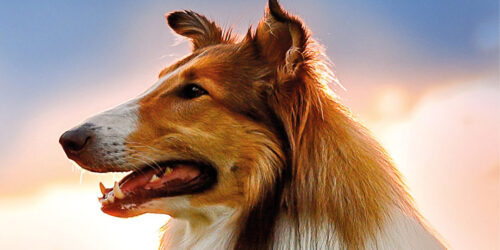 Trailer Lassie torna a casa, film al Cinema da giugno