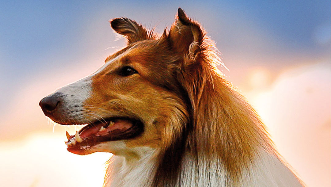 Trailer Lassie torna a casa, film al Cinema