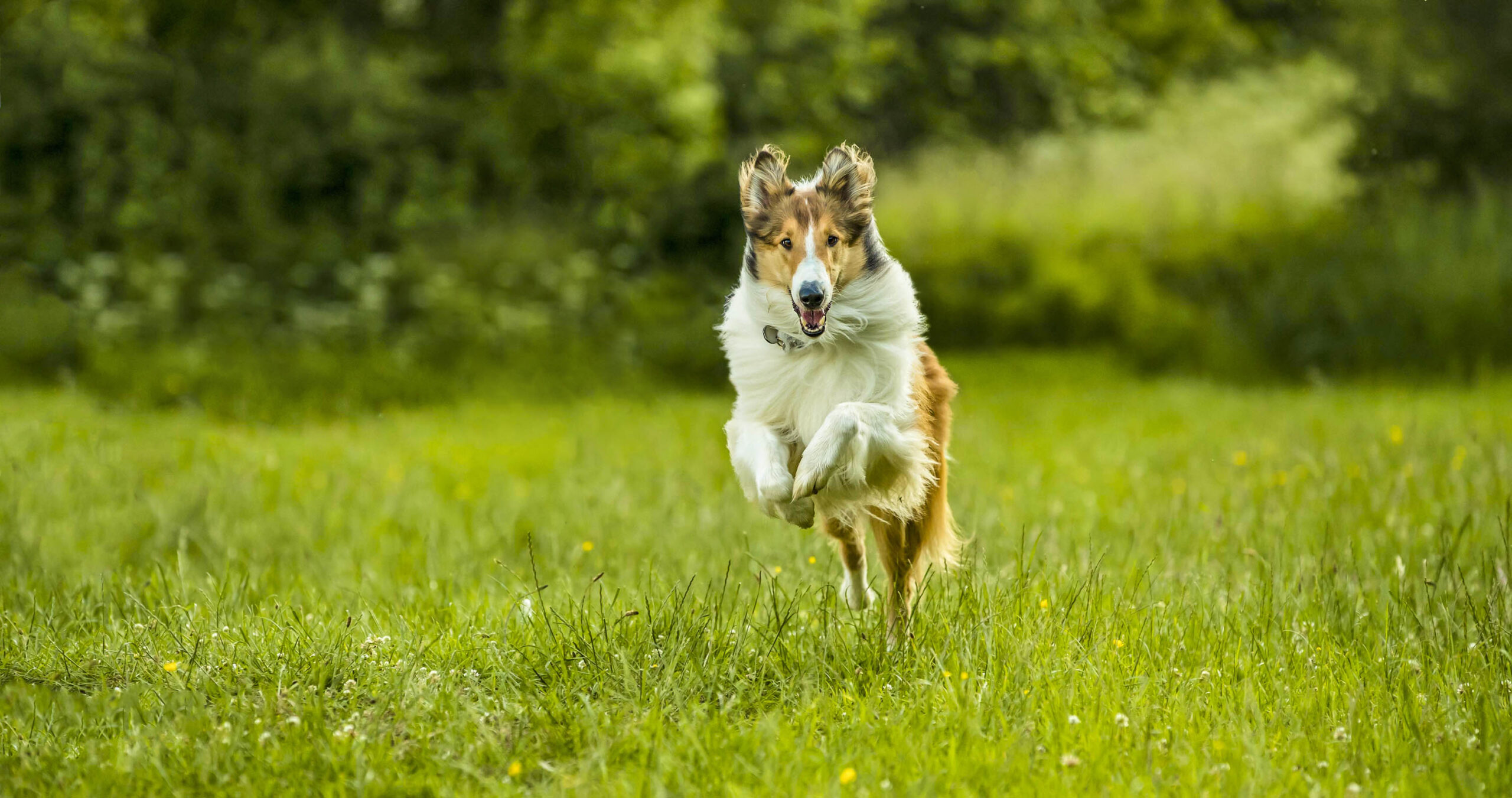 Lassie torna a casa - Foto dal set [credit: foto di Tom Trambow; courtesy of Lucky Red]