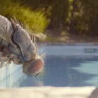 Mandibules – Due Uomini e Una Mosca