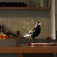 Penguin Bloom – Foto dal set