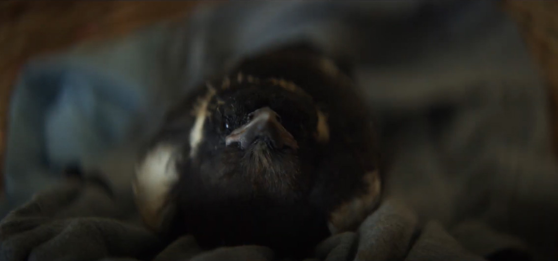 Si chiamerà Penguin: Clip dal film Penguin Bloom di Glendyn Ivin